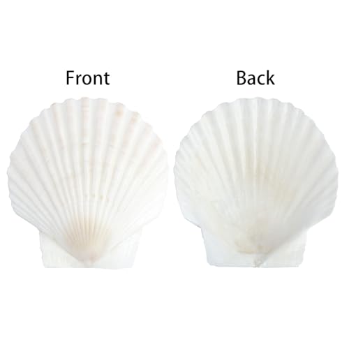 Natural Scallop Shells 3 Inch (20 Pack) - White Seashells for Crafts & Decor