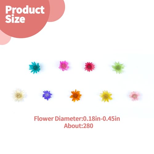 300 Pcs Mini Dried Flowers Bulk for Resin Art, DIY Crafts & Jewelry Making