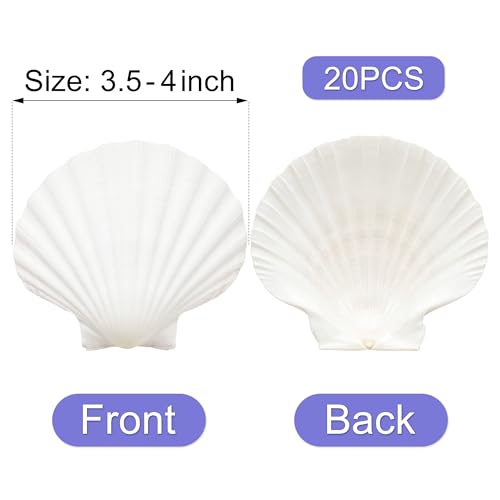 Natural Large Scallop Shells 20 Pack (3.5-4 Inch) for DIY Crafts & Beach Decor