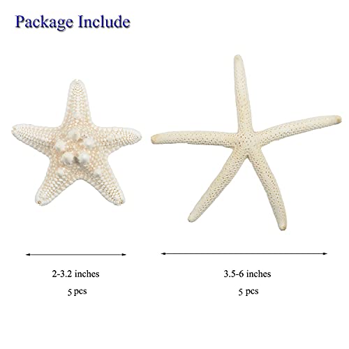 Natural Mixed Starfish Set (12-Piece, 2-6 Inch) - DIY Beach Decor