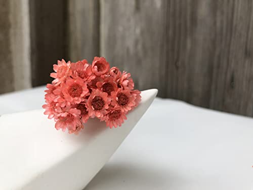 Natural Dried Star Daisy Flower Bouquet - 100 Stems Lotus Pink