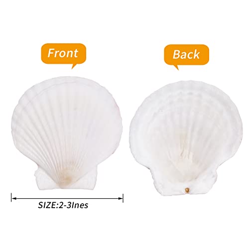 Natural White Scallop Shells (30 Pack, 2-3") for DIY Crafts & Beach Decor