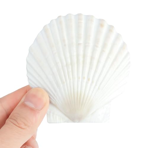 Natural Scallop Shells 3 Inch (20 Pack) - White Seashells for Crafts & Decor