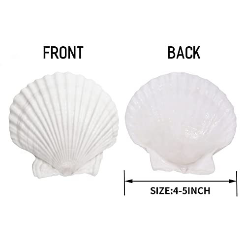 Large Natural White Scallop Shells (10 Pack, 4-5 Inch) for Crafts & Baking