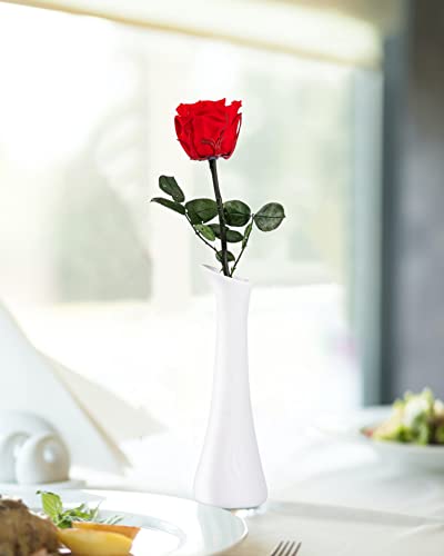 Preserved Long Stem Real Rose - Forever Flower Gift for Her