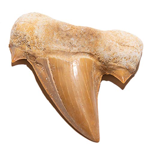 Authentic Moroccan Prehistoric Shark Tooth Fossil Specimen & Info Card