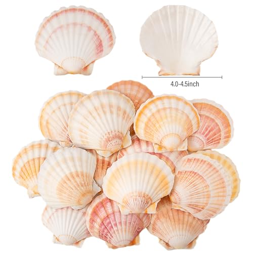 Natural Large Scallop Shells for Crafts & Decor - 10 Pack, 4-4.5 Inch