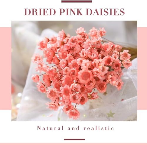 Natural Dried Star Daisy Flower Bouquet - 100 Stems Lotus Pink