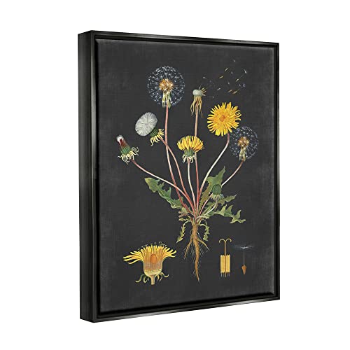 Vintage Dandelion Botanical Wall Art - Black Canvas in Floater Frame - 20"L x 16"W
