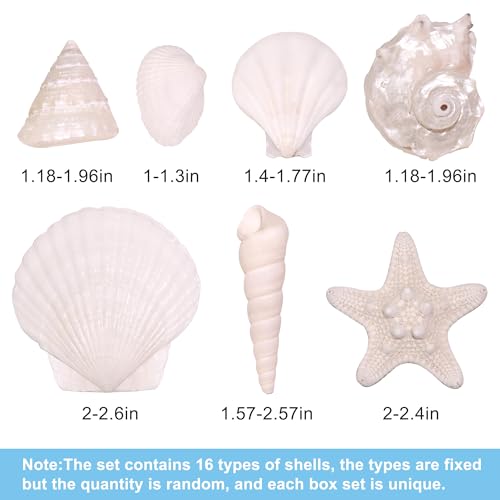 Natural Silver White Seashells Set for DIY Crafts & Decor (75+ Pcs)