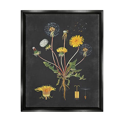 Vintage Dandelion Botanical Wall Art - Black Canvas in Floater Frame - 20"L x 16"W