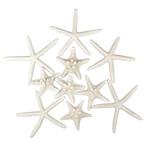 Natural Mixed Starfish Set (12-Piece, 2-6 Inch) - DIY Beach Decor