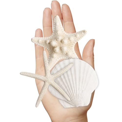 Natural Starfish & Scallop Shell Set for DIY Crafts & Decor (16 Pcs, 2.6"-3.8")