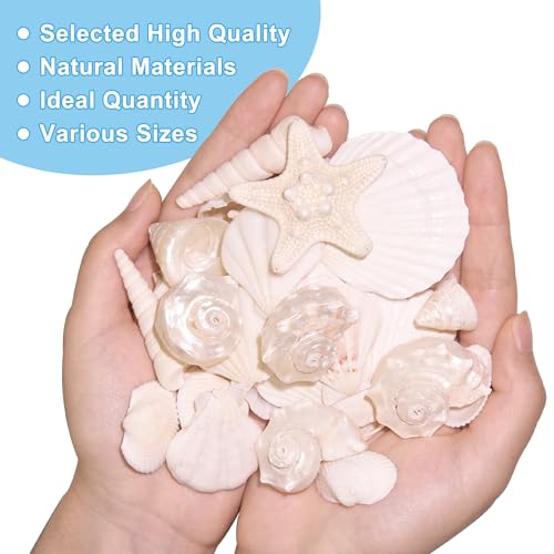 Natural Silver White Seashells Set for DIY Crafts & Decor (75+ Pcs)