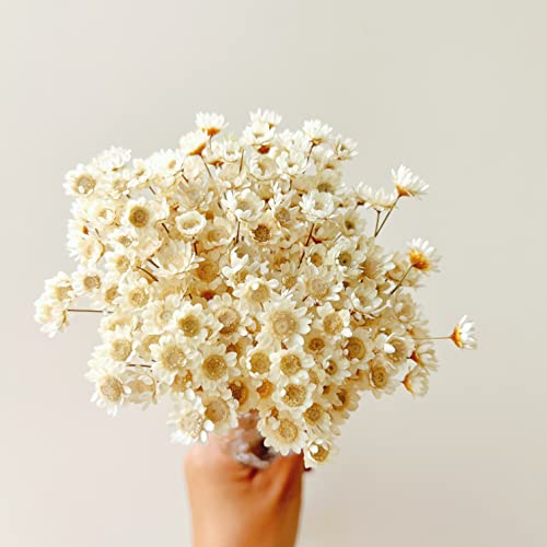 Natural Dried Mini Star Daisy Flowers - 200 Stems White Bouquet