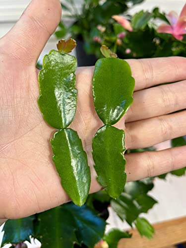FOLIAGEMS True Christmas Cactus Cuttings - 2pcs No Root Plant Propagation