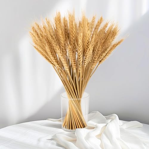 100 Stems Natural Dried Wheat Stalks, 12.9 Inch Fall Decor & Vase Filler