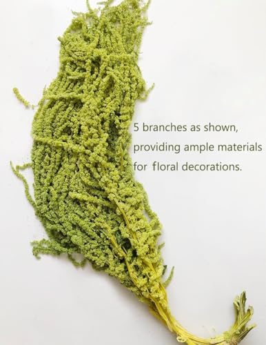 5 Pcs Natural Preserved Hanging Amaranthus Flowers, 23-30 Inch Spring Green