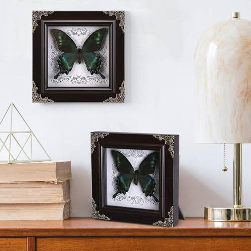 Real Green-Banded Queen Butterfly Specimen in Shadow Box Frame