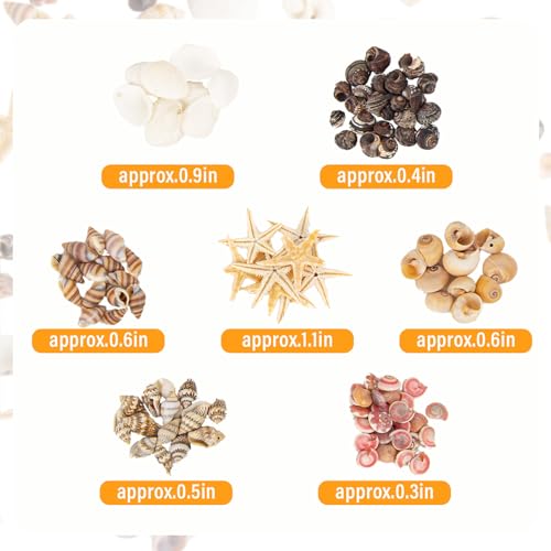 1000 Pcs Mixed Natural Mini Sea Shells & Starfish for DIY Crafts & Decor