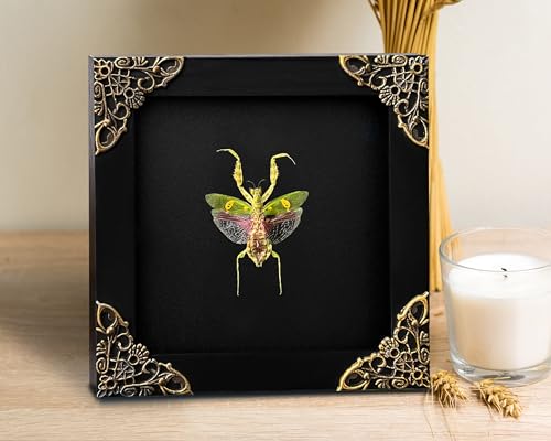 Real Framed Jewelled Flower Mantis Taxidermy - 4.7-inch Wooden Shadow Box