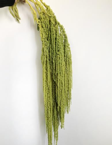 5 Pcs Natural Preserved Hanging Amaranthus Flowers, 23-30 Inch Spring Green