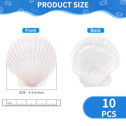 10-Pack Natural Large Scallop Shells (4-5 In) for DIY Crafts & Decor