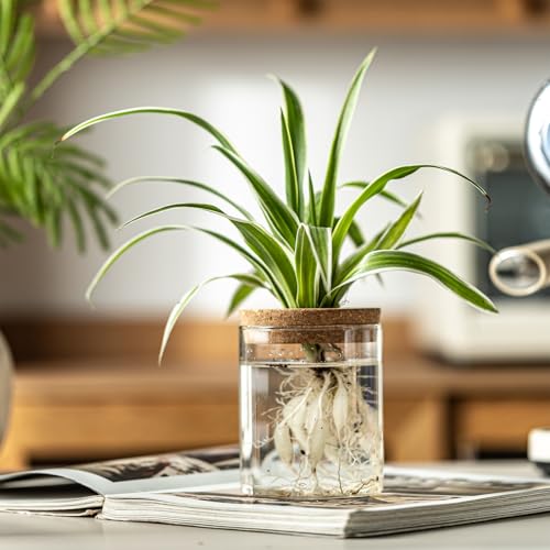 Glass Plant Propagation Station Set of 4 - Borosilicate Hydroponic Vases