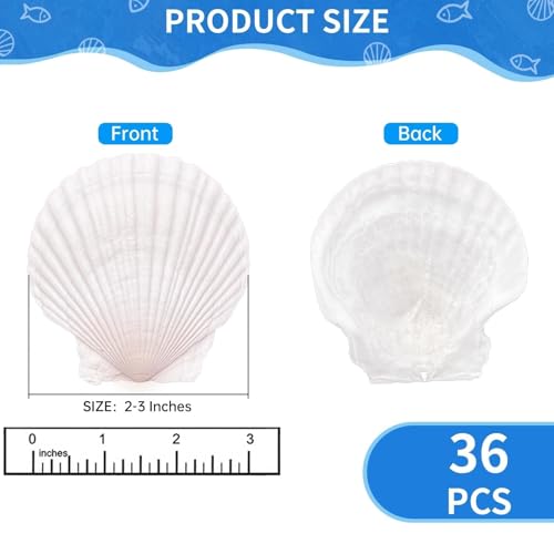 36 Pack Natural White Scallop Shells (2-3 Inch) for Crafts & DIY Decor