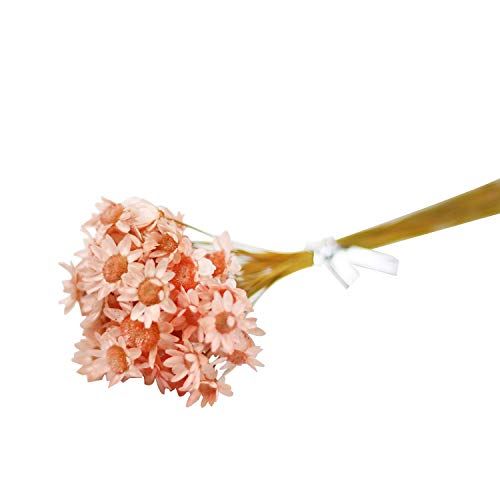 Natural Dried Star Daisy Flower Bouquet - 100 Stems Lotus Pink