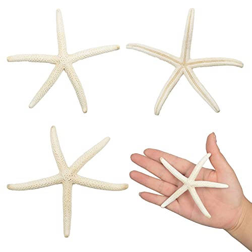 Natural Mixed Starfish Set (12-Piece, 2-6 Inch) - DIY Beach Decor