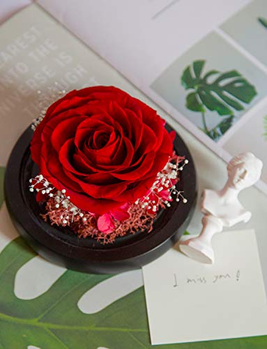 DuHouse Preserved Real Rose in Red - Enchanted Glass Dome, 4-5 Year Lifespan