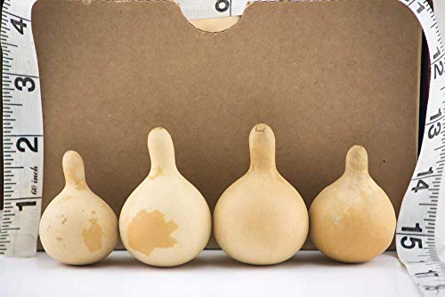 Mini Dried Spinner Gourds for Crafts, 1-2 Inch, 20 Count Natural DIY Decor