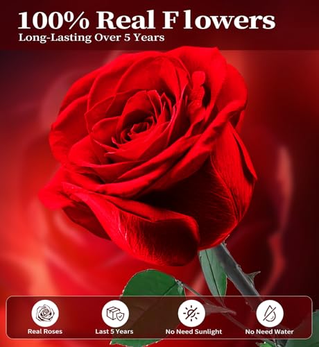 Preserved Red Rose in Keepsake Box - Real Lasting Flower Gift for Her
