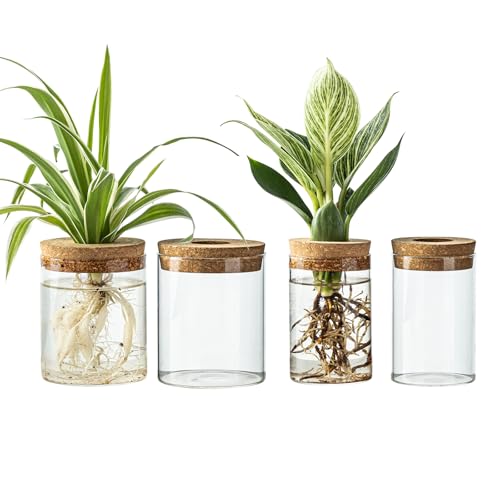 Glass Plant Propagation Station Set of 4 - Desktop Hydroponic Vases