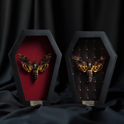 Real Death Head Moth in Coffin Frame, Gothic Taxidermy Wall Decor