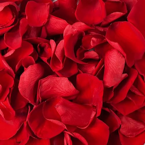 180 Real Preserved Red Rose Petals for Romantic Decor and Wedding Confetti
