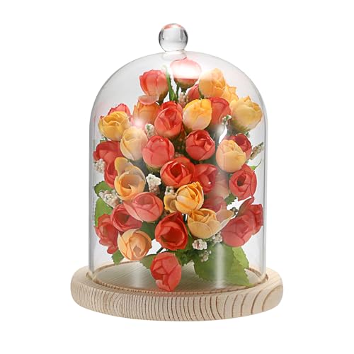 Clear Glass Display Dome Cloche with Wood Base, 7.3-inch Decorative Jar