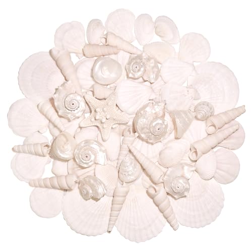 Natural Silver White Seashells Set for DIY Crafts & Decor (75+ Pcs)