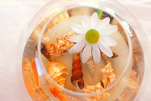 Natural Mixed Sea Shells and Starfish Set for Crafts, Vase Filler & Beach Decor