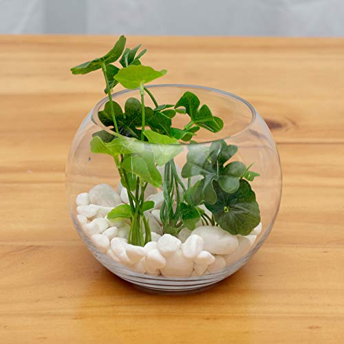 Clear Glass Bowl Vase (8" x 6") - Round Terrarium & Fish Bowl Centerpiece