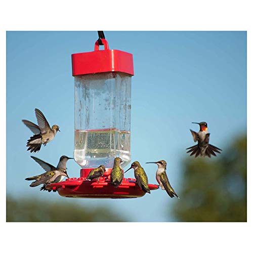 Kaytee Hummingbird ElectroNectar Wild Bird Food, 64 oz