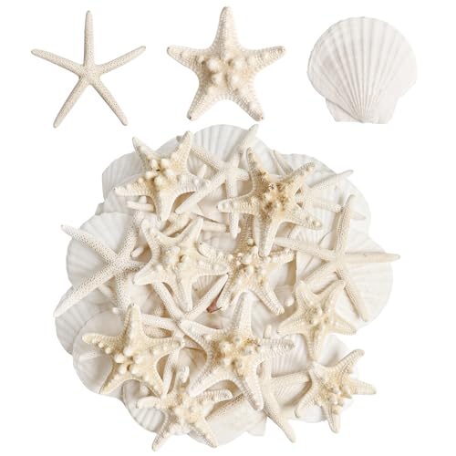 Natural Starfish & Scallop Shell Set for DIY Crafts & Decor (16 Pcs, 2.6"-3.8")