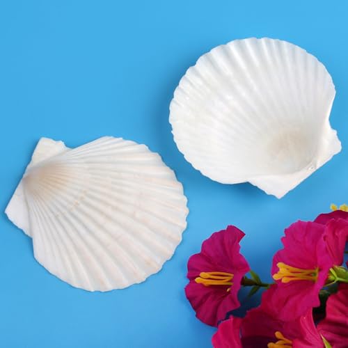 Natural Scallop Shells 3 Inch (20 Pack) - White Seashells for Crafts & Decor