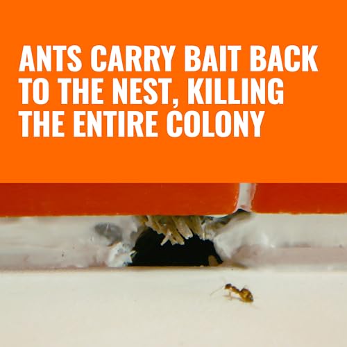 TERRO Liquid Ant Killer Bait Stations, 12-Pack, Indoor Traps, T300B