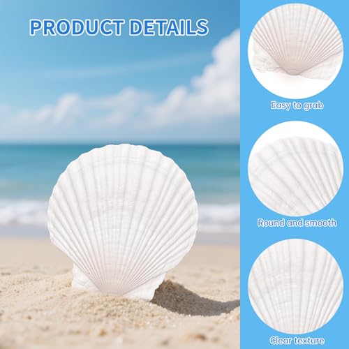 10-Pack Natural Large Scallop Shells (4-5 In) for DIY Crafts & Decor