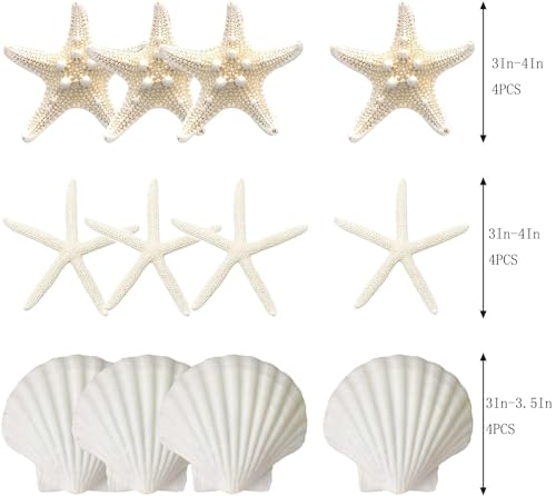 12-Piece Natural Starfish & Scallop Shells (3-4 Inch) for DIY Crafts