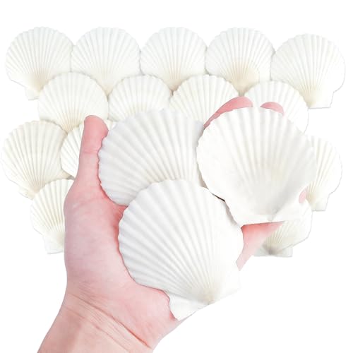 Natural Scallop Shells 3 Inch (20 Pack) - White Seashells for Crafts & Decor