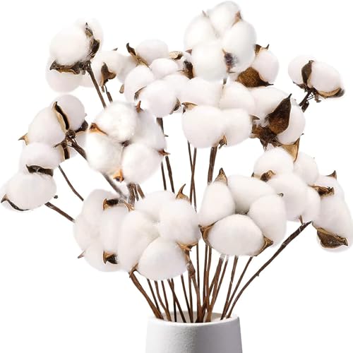 Natural Dried Cotton Stems for Vase Fillers & DIY Crafts - 8 Pack (16-Inch)
