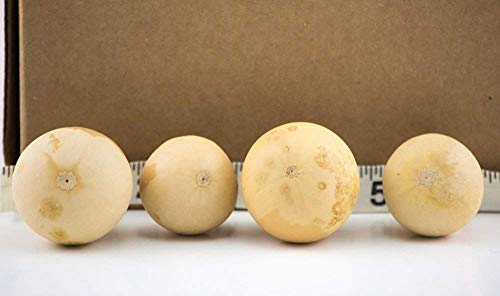 Mini Dried Spinner Gourds for Crafts, 1-2 Inch, 20 Count Natural DIY Decor